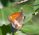 Coenonympha arcania.jpg